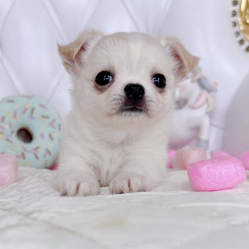 成約済の福岡県のチワワ(ロングコート)-416089の28枚目