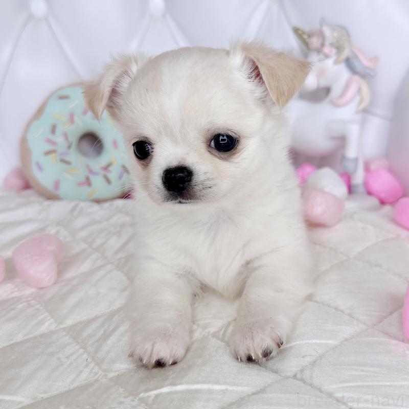 成約済の福岡県のチワワ(ロングコート)-416089の27枚目