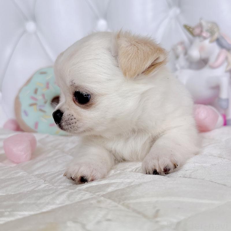 成約済の福岡県のチワワ(ロングコート)-416089の26枚目