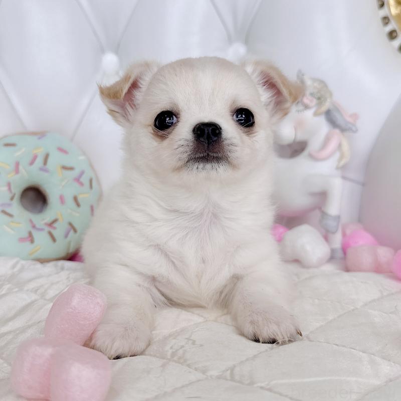 成約済の福岡県のチワワ(ロングコート)-416089の25枚目