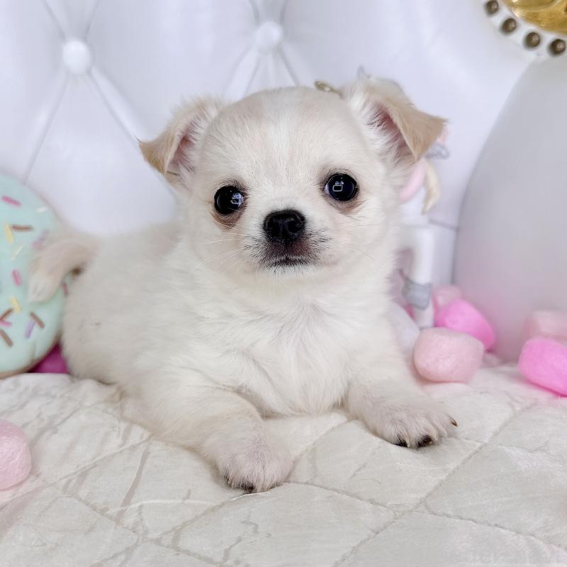 成約済の福岡県のチワワ(ロングコート)-416089の24枚目