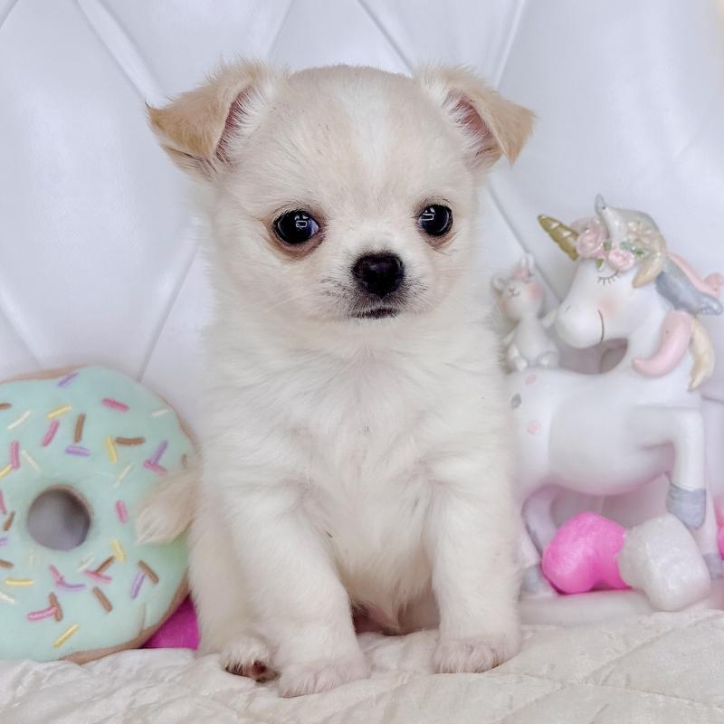 成約済の福岡県のチワワ(ロングコート)-416089の23枚目