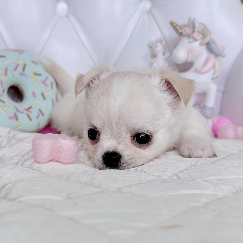 成約済の福岡県のチワワ(ロングコート)-416089の22枚目