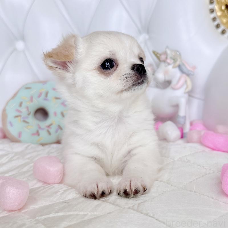 成約済の福岡県のチワワ(ロングコート)-416089の21枚目