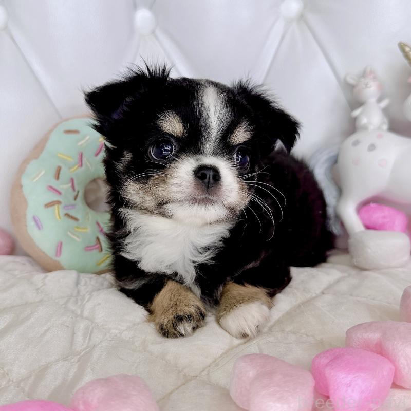 成約済の福岡県のチワワ(ロングコート)-416070の30枚目