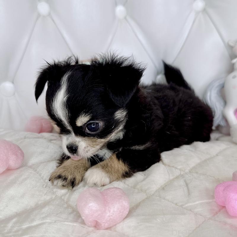 成約済の福岡県のチワワ(ロングコート)-416070の29枚目