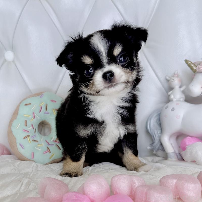 成約済の福岡県のチワワ(ロングコート)-416070の28枚目