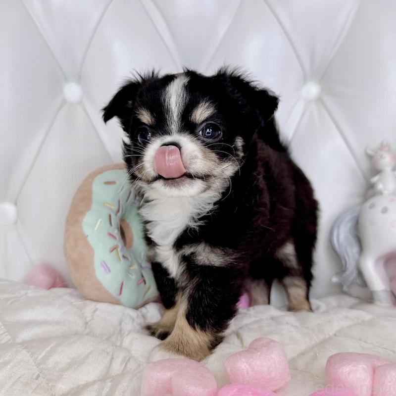 成約済の福岡県のチワワ(ロングコート)-416070の27枚目