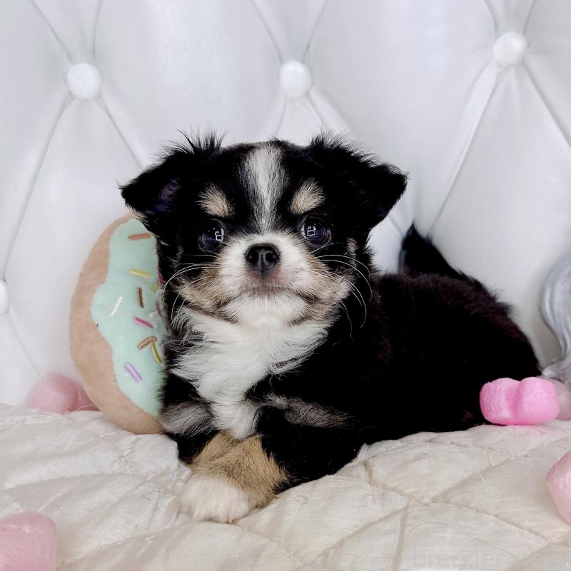 成約済の福岡県のチワワ(ロングコート)-416070の26枚目