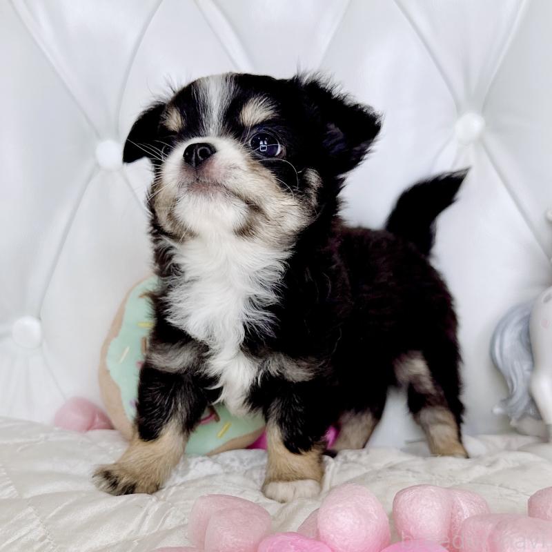 成約済の福岡県のチワワ(ロングコート)-416070の25枚目