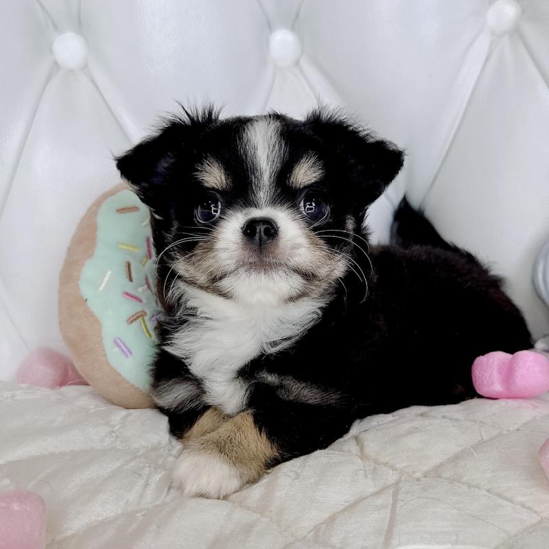 成約済の福岡県のチワワ(ロングコート)-416070の24枚目