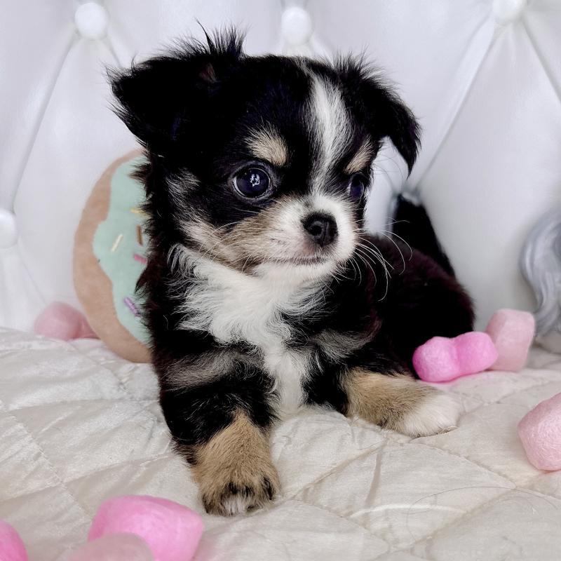 成約済の福岡県のチワワ(ロングコート)-416070の23枚目