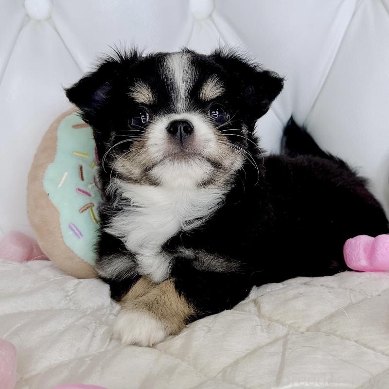 成約済の福岡県のチワワ(ロングコート)-416070の22枚目