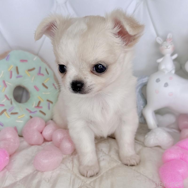 成約済の福岡県のチワワ(ロングコート)-416068の8枚目