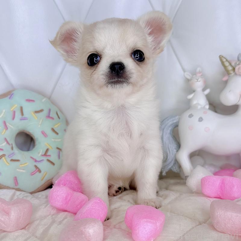 成約済の福岡県のチワワ(ロングコート)-416068の7枚目