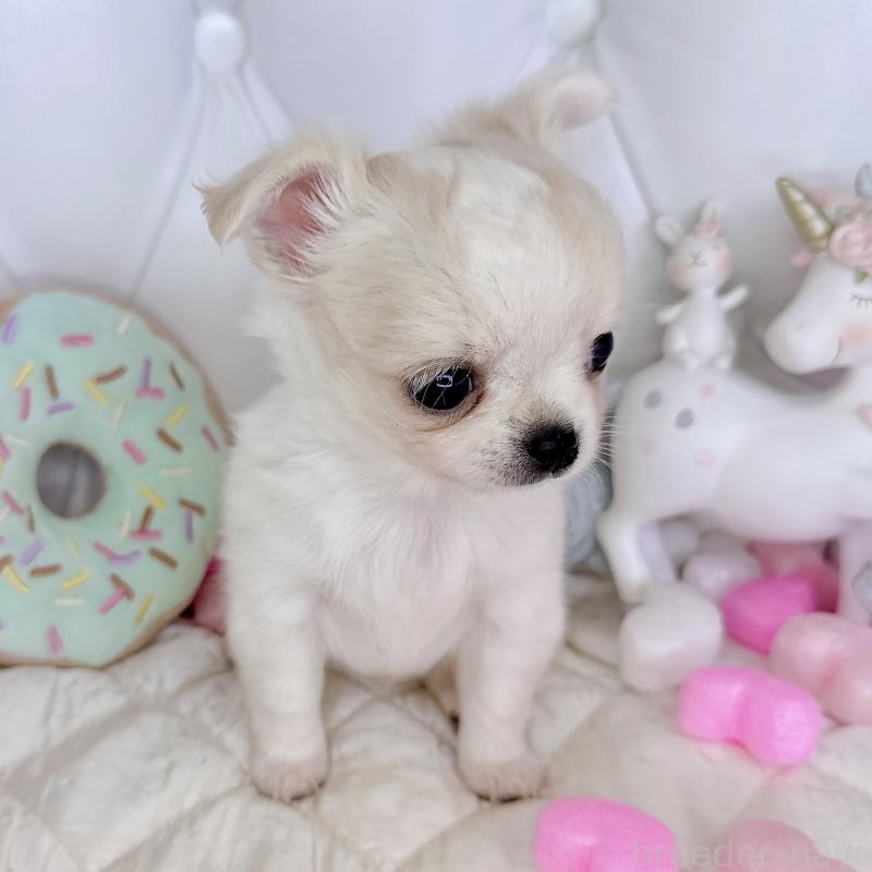 成約済の福岡県のチワワ(ロングコート)-416068の6枚目