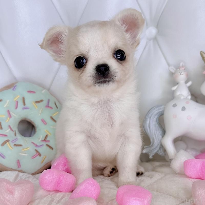 成約済の福岡県のチワワ(ロングコート)-416068の5枚目