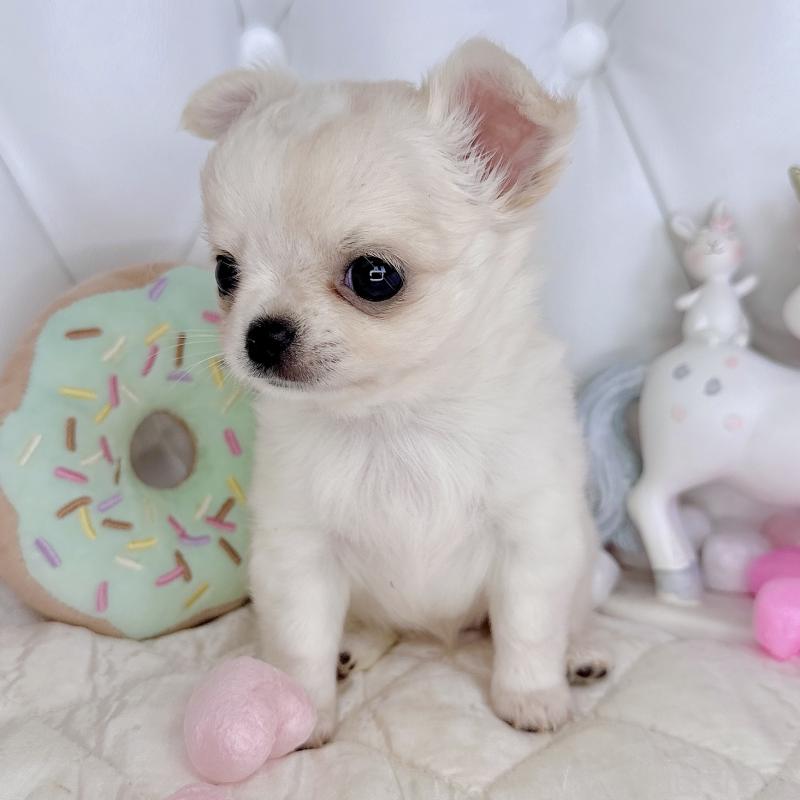 成約済の福岡県のチワワ(ロングコート)-416068の4枚目