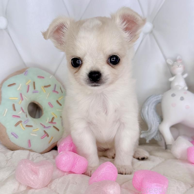 成約済の福岡県のチワワ(ロングコート)-416068の3枚目