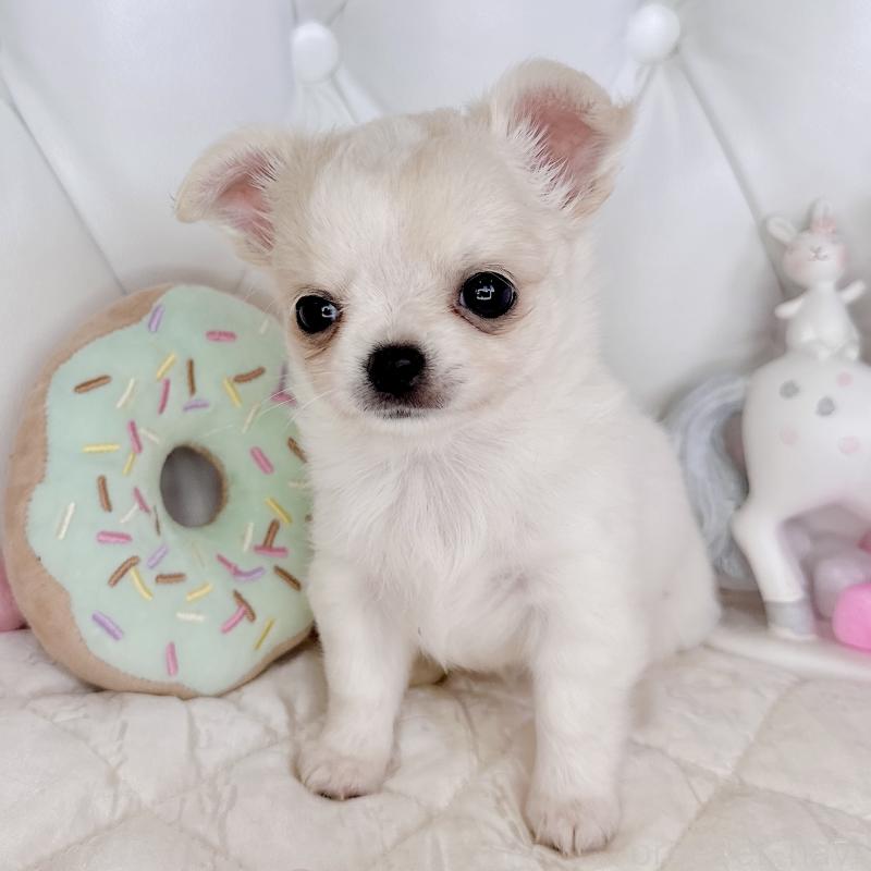 成約済の福岡県のチワワ(ロングコート)-416068の2枚目