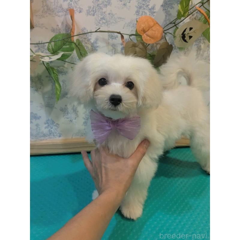 成約済の京都府のミックス犬-404206の2枚目