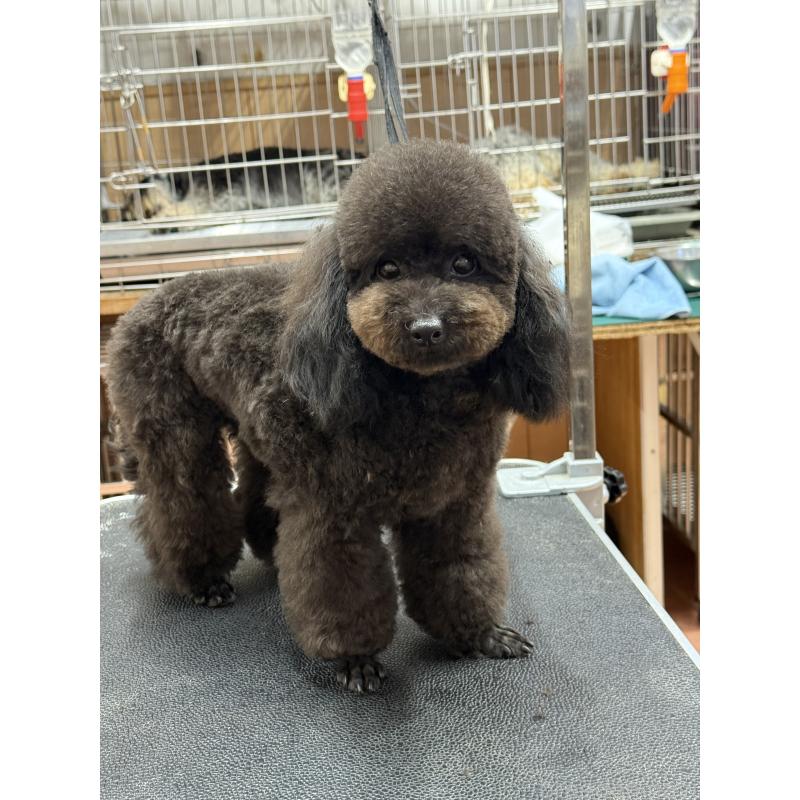 販売中の栃木県のタイニープードル-361935の10枚目