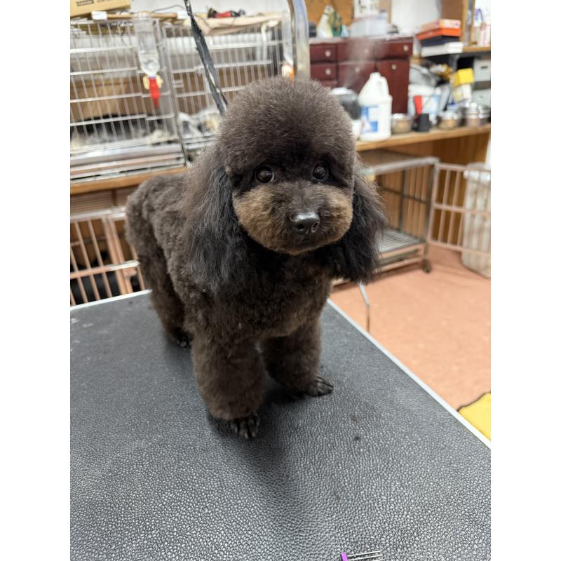 販売中の栃木県のタイニープードル-361935の9枚目