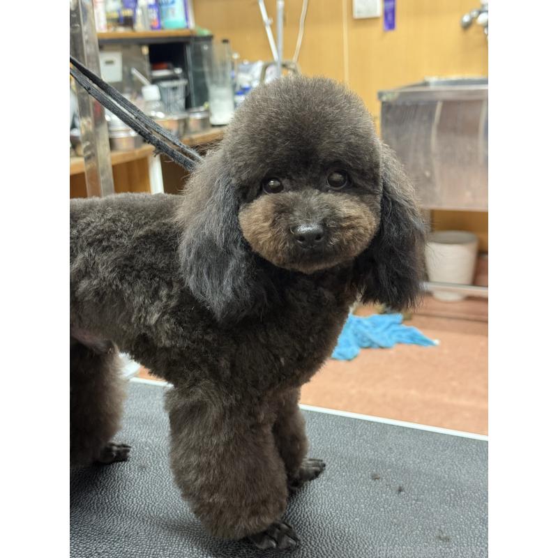 販売中の栃木県のタイニープードル-361935の8枚目