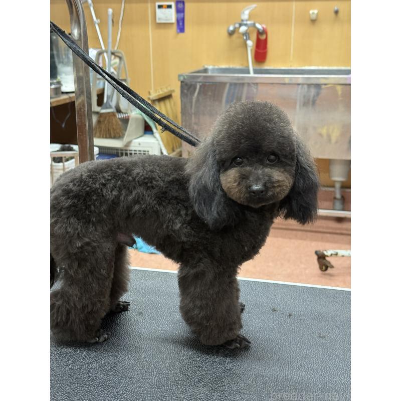 販売中の栃木県のタイニープードル-361935の7枚目