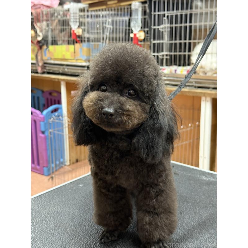 販売中の栃木県のタイニープードル-361935の6枚目