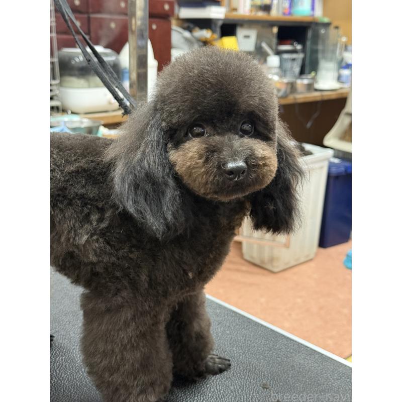 販売中の栃木県のタイニープードル-361935の5枚目