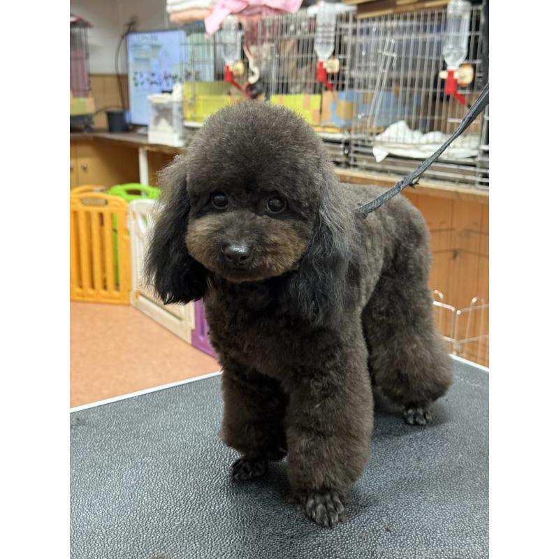 販売中の栃木県のタイニープードル-361935の4枚目