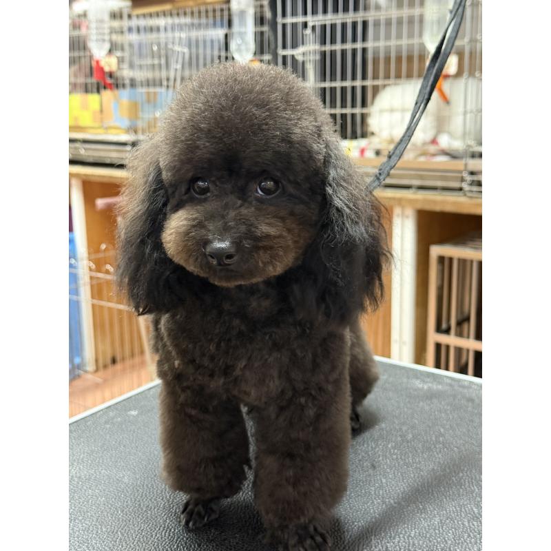 販売中の栃木県のタイニープードル-361935の3枚目