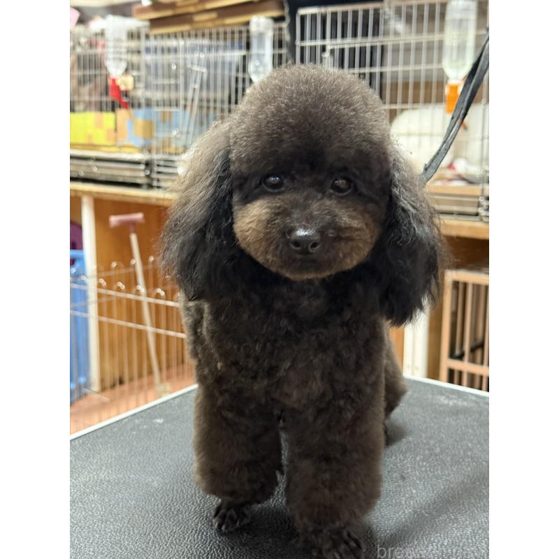 販売中の栃木県のタイニープードル-361935の2枚目