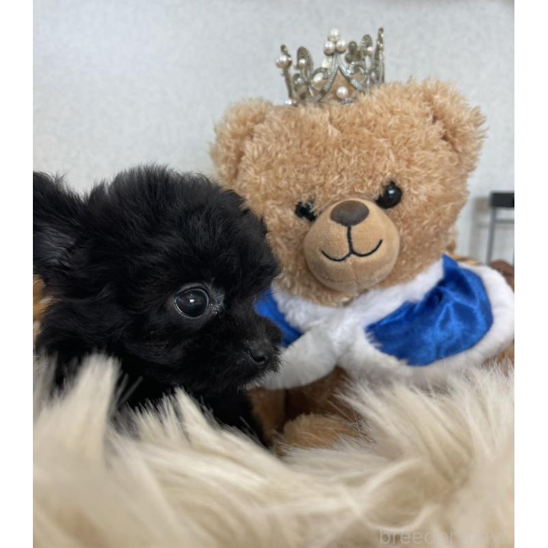 販売中の長崎県のチワプー:チワワ×トイプードル-418174の5枚目