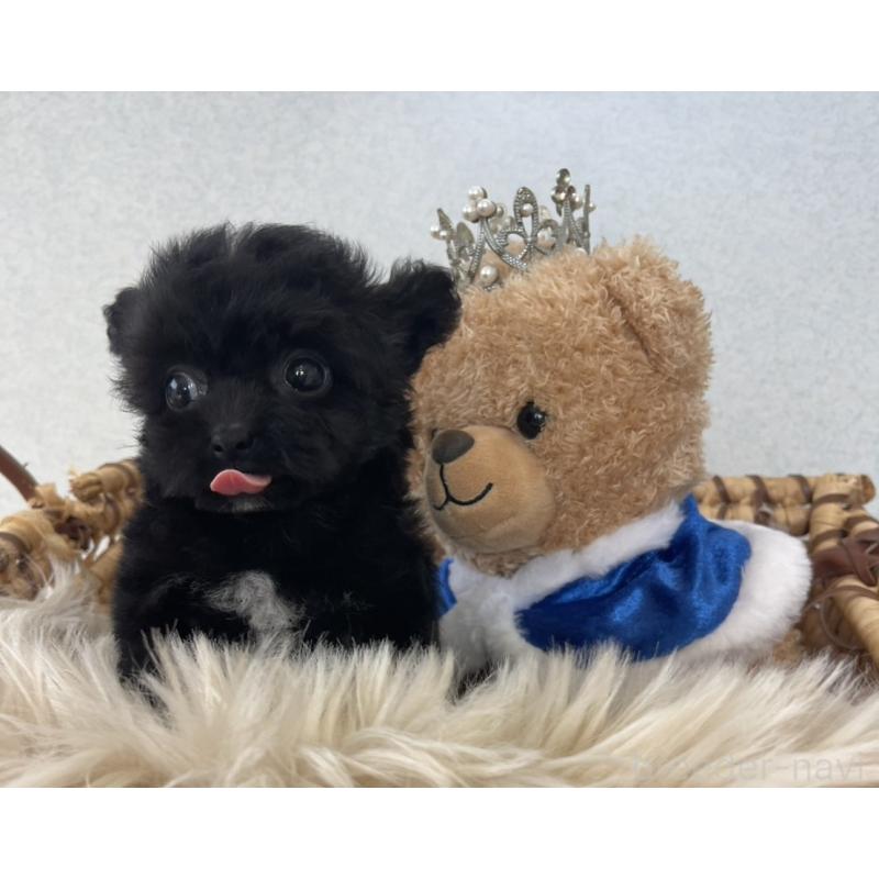 販売中の長崎県のチワプー:チワワ×トイプードル-418174の2枚目