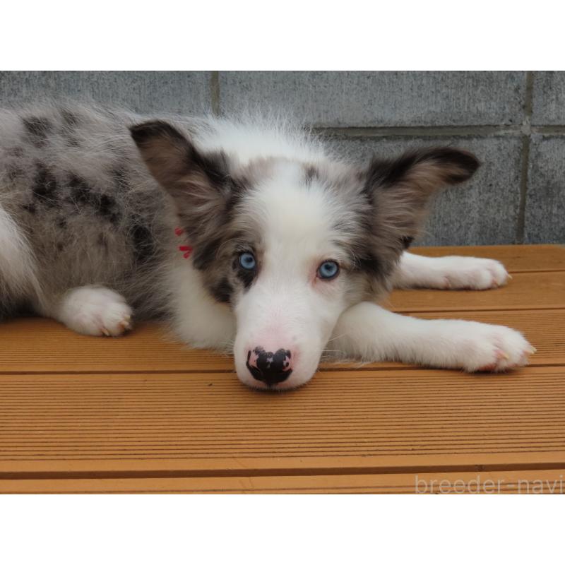 販売中の茨城県のボーダーコリー-404281の11枚目