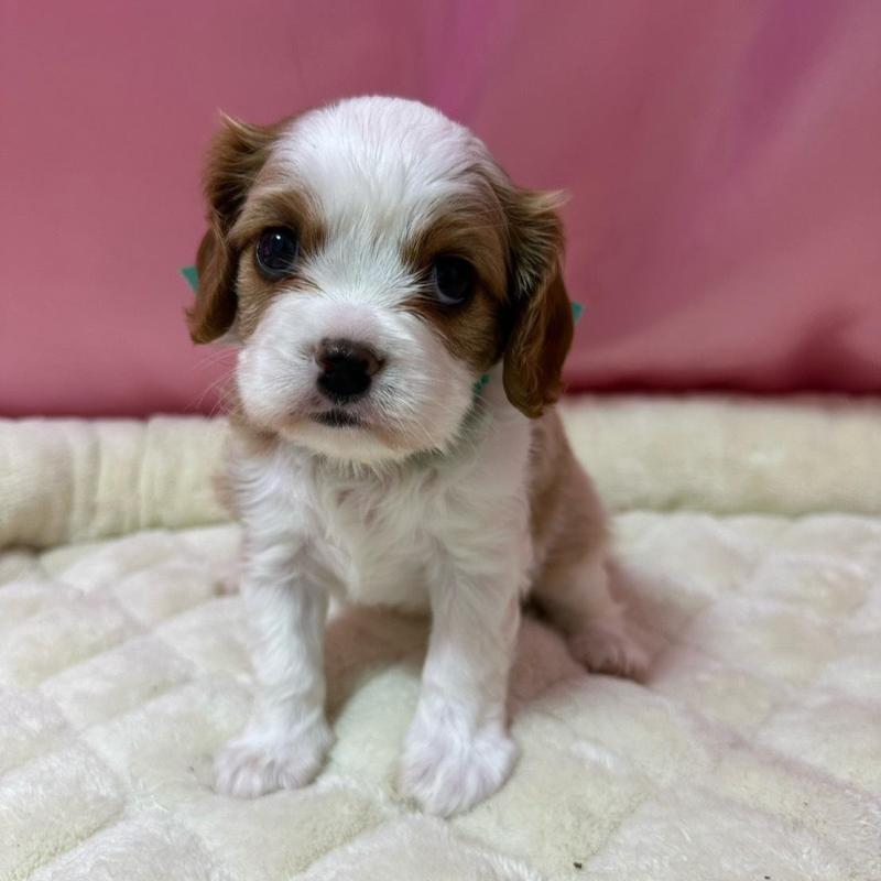 販売中の茨城県のキャバリアキングチャールズスパニエル-418179の1枚目