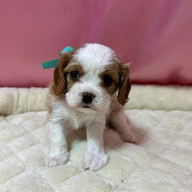 販売中の茨城県のキャバリアキングチャールズスパニエル-418179の4枚目