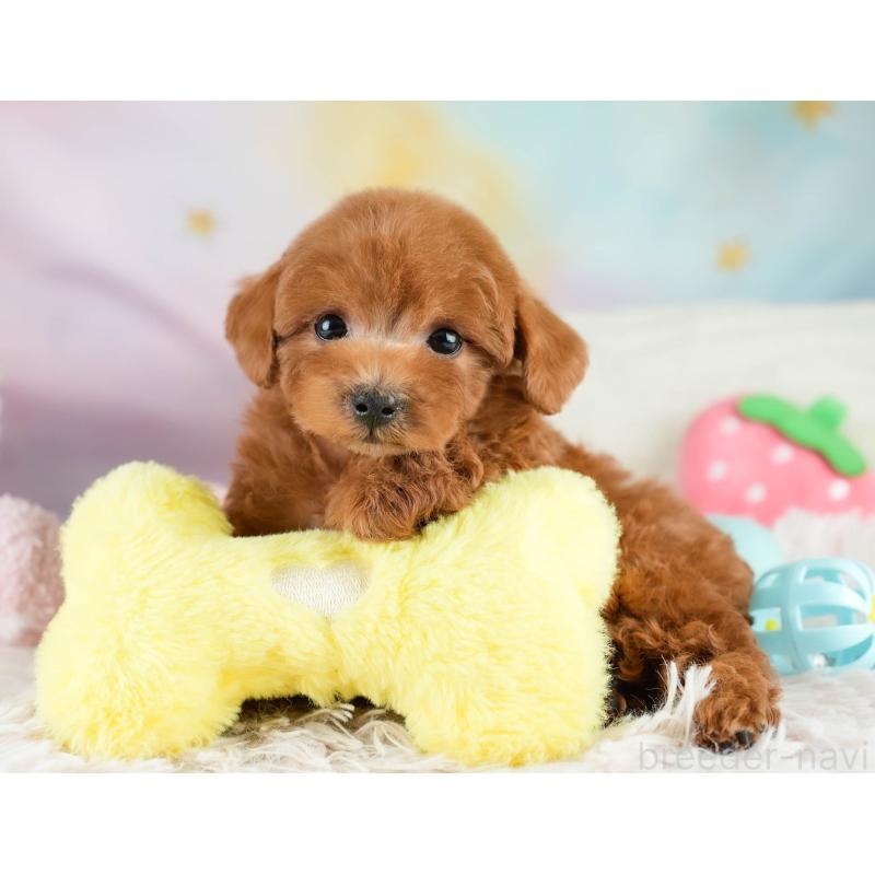 販売中の埼玉県のトイプードル-418450の17枚目