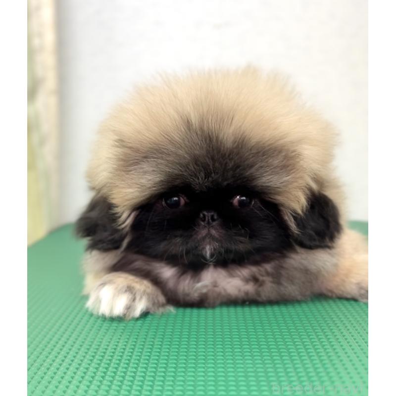 販売中の北海道のペキニーズ-418185の4枚目
