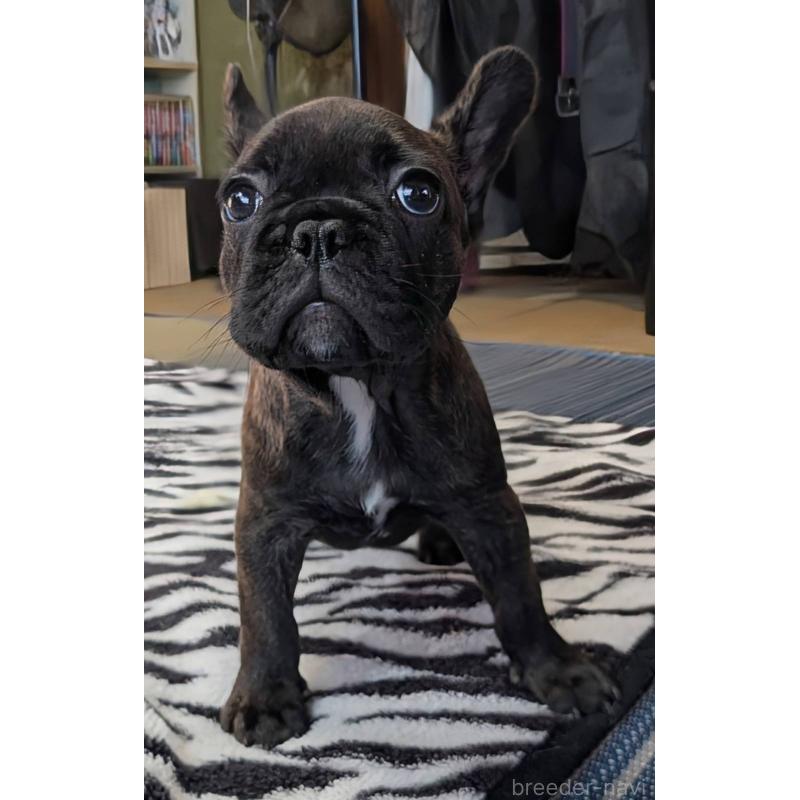 成約済の愛媛県のフレンチブルドッグ-412153の8枚目