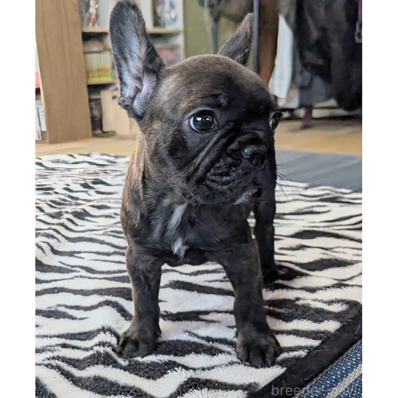 成約済の愛媛県のフレンチブルドッグ-412153の7枚目