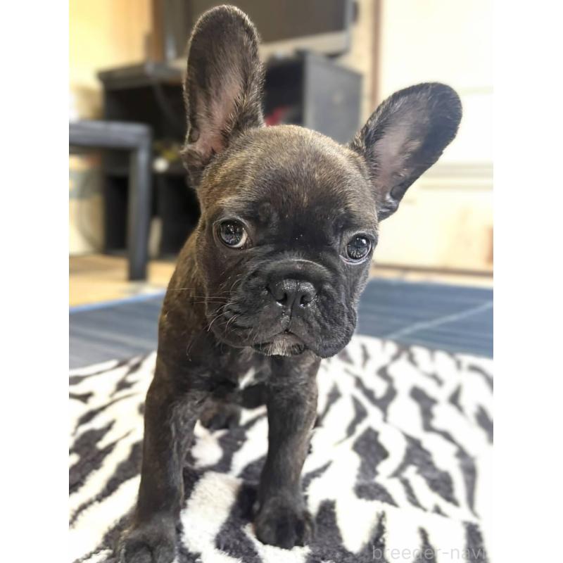 成約済の愛媛県のフレンチブルドッグ-412153の6枚目