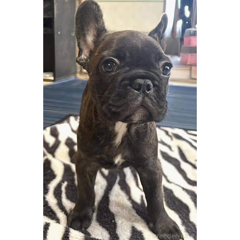 成約済の愛媛県のフレンチブルドッグ-412153の5枚目