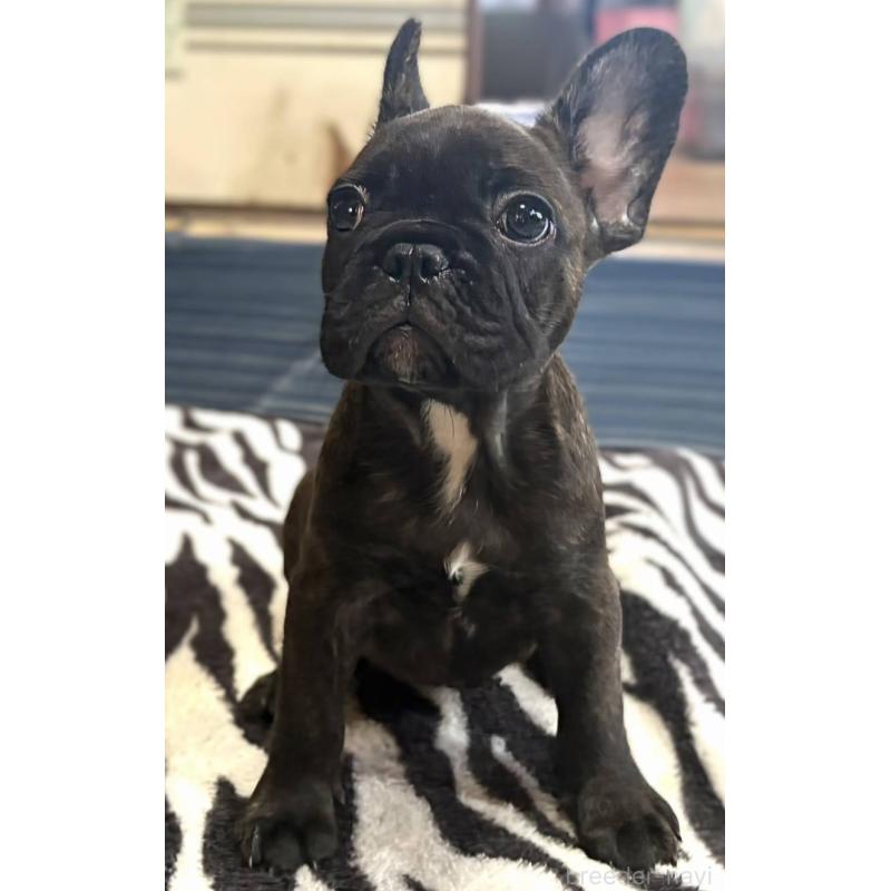 成約済の愛媛県のフレンチブルドッグ-412153の4枚目