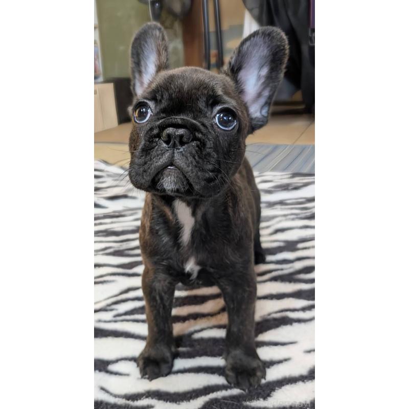 成約済の愛媛県のフレンチブルドッグ-412153の3枚目