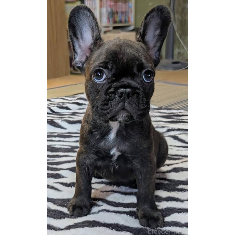 成約済の愛媛県のフレンチブルドッグ-412153の1枚目