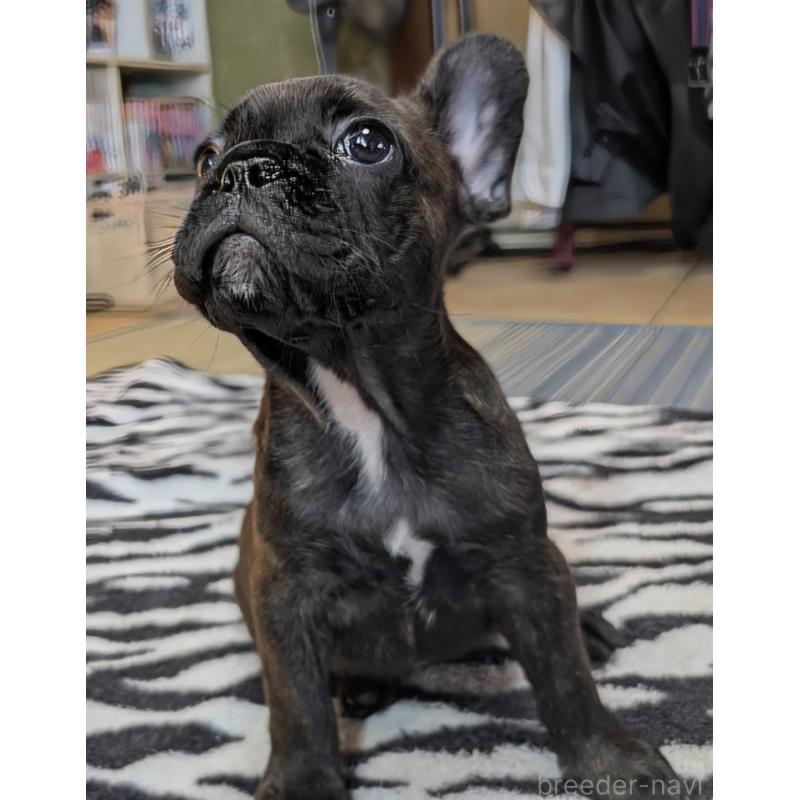 成約済の愛媛県のフレンチブルドッグ-412153の2枚目