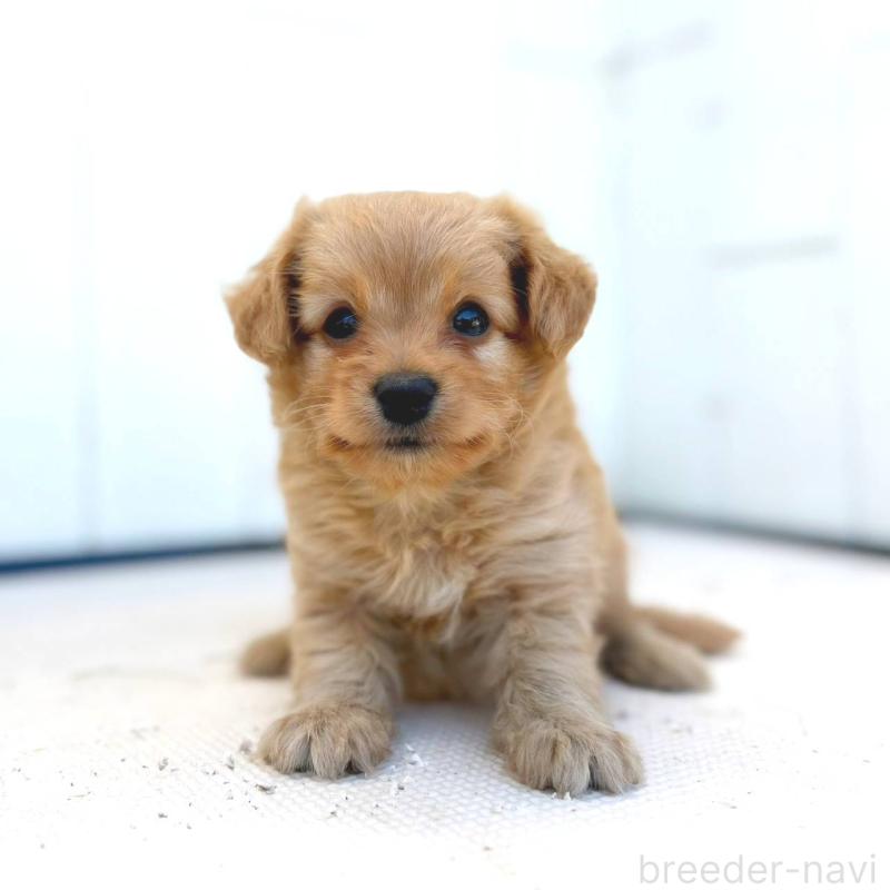 成約済の茨城県のチワプー:チワワ×トイプードル-416281の4枚目